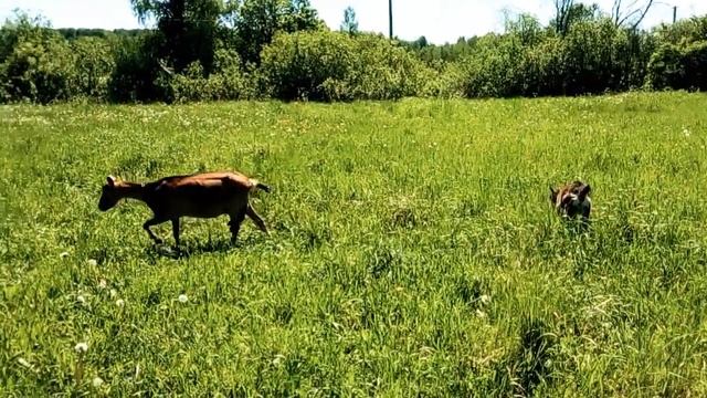 Дойные козы 2019.,чешская и зааненская порода. смотреть онлайн