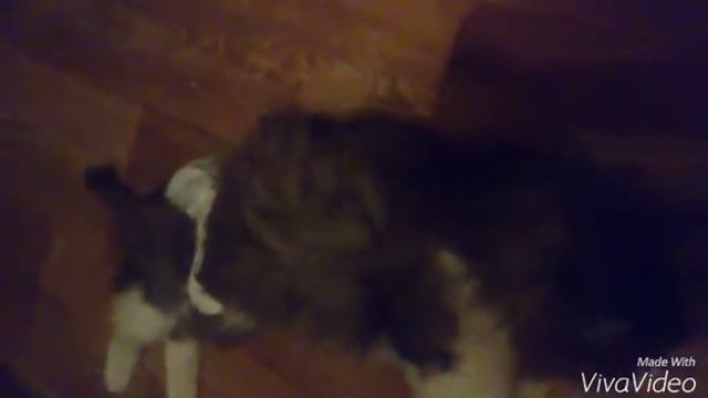 Котик в памперсе смотреть онлайн