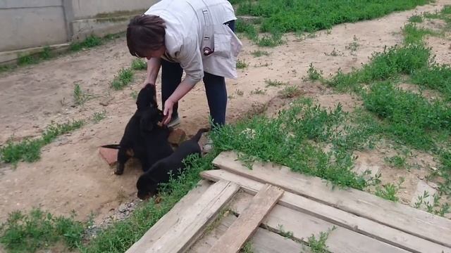 КАК ВЫБРАТЬ ЩЕНКА РОТВЕЙЛЕРА?дрессировка и воспитание ротвейлера смотреть онлайн