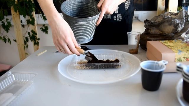 Лаванда из семян: нужна ли стратификация? смотреть онлайн