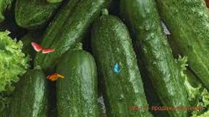 Огурец обыкновенный Феникс Плюс (feniks plyus) ? обзор: как сажать, семена огурца Феникс Плюс