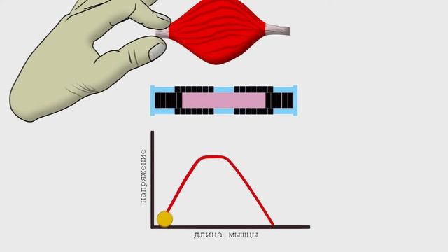 Механизм мышечного сокращения. Теория скользящих нитей