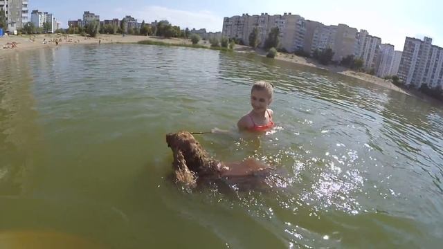 Спаниель Сёма плавает в озере | English cocker spaniel swimming смотреть онлайн
