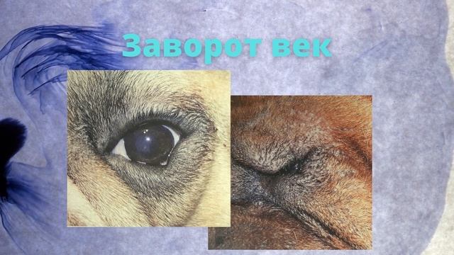 ЗАВОРОТ ВЕКА У СОБАК И КОШЕК смотреть онлайн