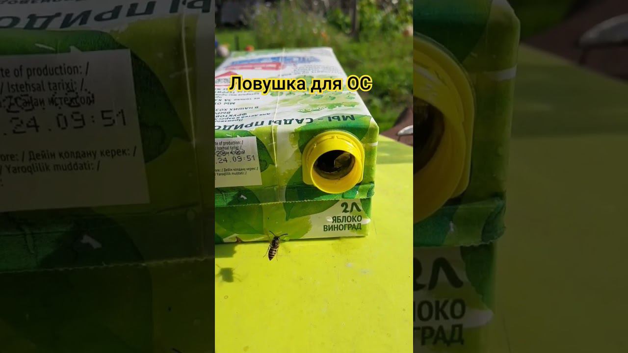 Коробка с остатками сока и 1/3 воды, через час пол коробки ос #ловушкадляос осы на даче