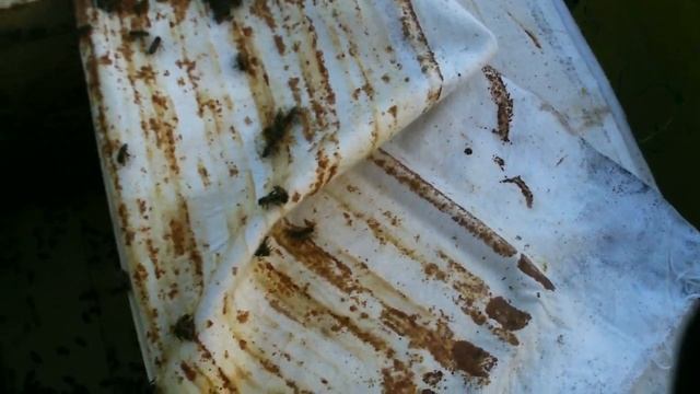 Осенняя подкормка пчёл сахарным сиропом. 20.08.18. ПЧЕЛОВОДСТВО С НУЛЯ. КАК Я ЭТО ВИЖУ... смотреть онлайн