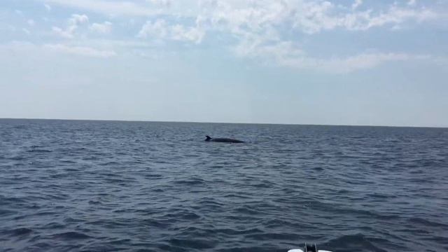 2018 07 05 Minke whale. The trip to Baie Comeau, Canada смотреть онлайн