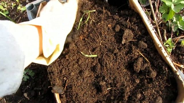 Посадка петунии в вёдра и ящики смотреть онлайн