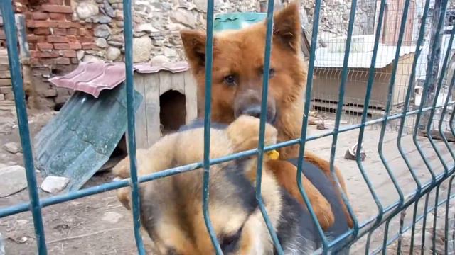 Я - волонтер?! Приют бездомных животных.Воскресник. смотреть онлайн