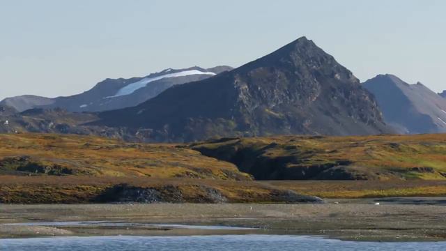 Дикие животные России 4k смотреть онлайн