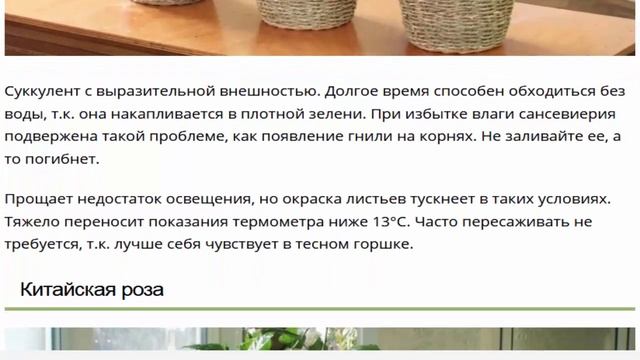 Большие комнатные растения настоящие великаны смотреть онлайн