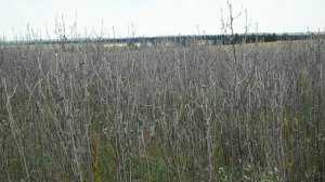 Редкие всходы мордовника без обработки поля