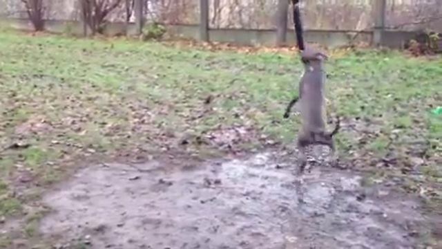 Что собаке для щастья нужно? смотреть онлайн