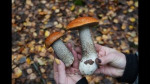 Грибная разведка 01 октября 2023. Всеволожский район.