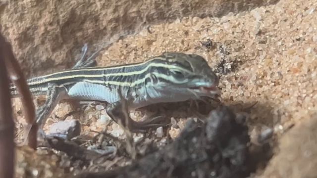 150 Gallon Desert Simulation ( With Natural Disasters ) смотреть онлайн