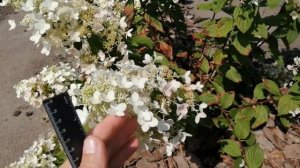 МОИ ГОРТЕНЗИИ . ГОРТЕНЗИЯ МЕТЕЛЬЧАТАЯ АНГЕЛС БЛАШ.