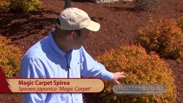 Spirea Magic Carpet смотреть онлайн
