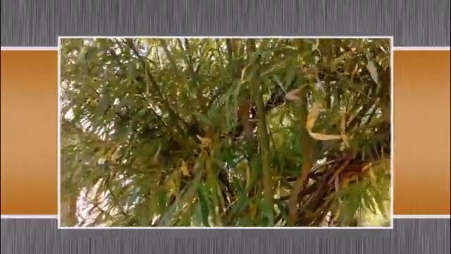 PAVIVA.RU Живая беседка из ивы смотреть онлайн