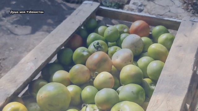 Кишлак НАМДАНАК(Номданак). Такого не Ожидал Увидеть!!! Паркент. Ташкент. Узбекистан. смотреть онлайн