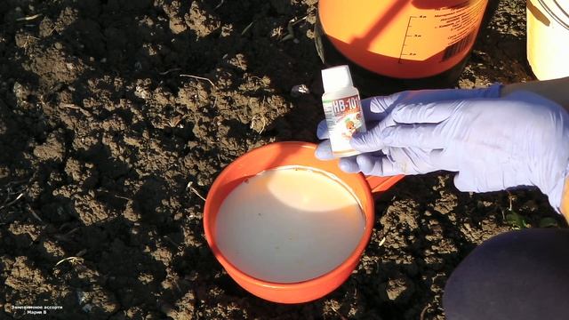 ВАЖНАЯ ОБРАБОТКА КЛУБНИКИ (ЗЕМЛЯНИКИ) В СЕНТЯБРЕ-ОКТЯБРЕ . РЕЦЕПТ ИВАНА РУССКИХ смотреть онлайн