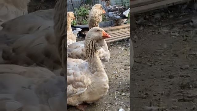 Тулузские гуси 25 июля 2021 г. смотреть онлайн