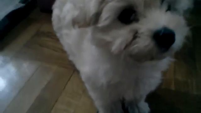 Самая милая собака на свете)))всем смотреть)) смотреть онлайн