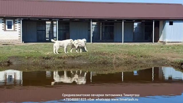 Среднеазиатские овчарки питомника Тимерташ ведётся запись на щенков на 2021 го сайт www.timertash.r смотреть онлайн