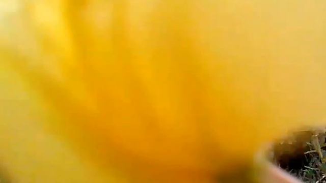 Ночные цветы смотреть онлайн
