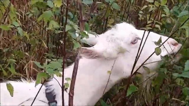 КРАПИВА  НА  ОБЕД.