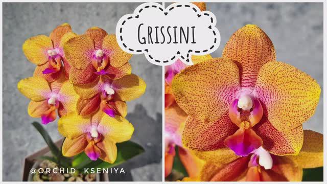 Phal. Grissini 💥от садовника Son Ya | Ароматная орхидея фаленопсис Гриссини расцвела простаком 🤷🏼 смотреть онлайн