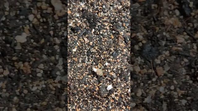 Ахименесы - 3 дня после посадки. Проветриваем и если нужно опрыскиваем .(6 видео ) смотреть онлайн