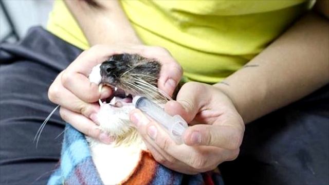 Дать таблетку кошке? Легко! Пару советов как сделать это правильно! смотреть онлайн
