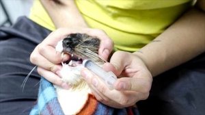 Дать таблетку кошке? Легко! Пару советов как сделать это правильно!