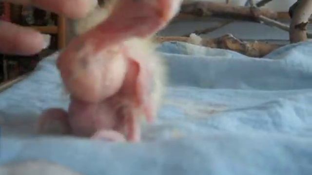 Птенец кореллы, 9 дней смотреть онлайн