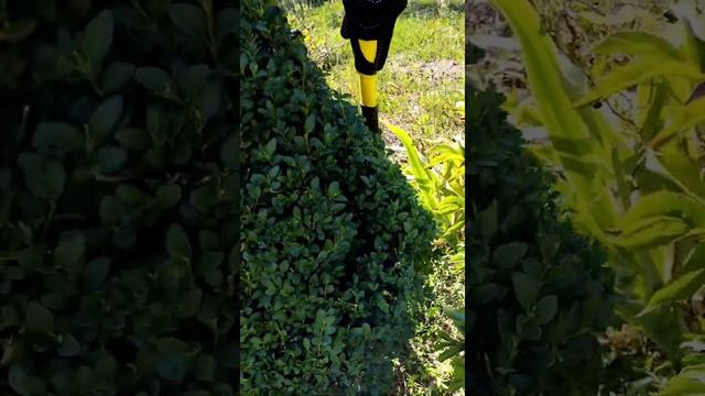 Ни чем не хуже Канадской ели! фигурная стрижка самшита в форме конуса. смотреть онлайн