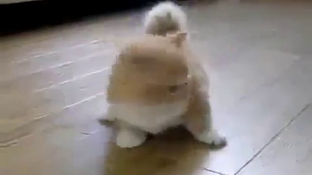 Коротконогий котенок смотреть онлайн