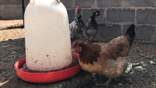 A Special Type of Chicken | Roadrunner смотреть онлайн