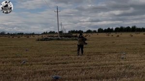 ОХОТА НА ВЯХИРЯ/ Вяхирь садился на голову! Как охотиться на Вяхиря?