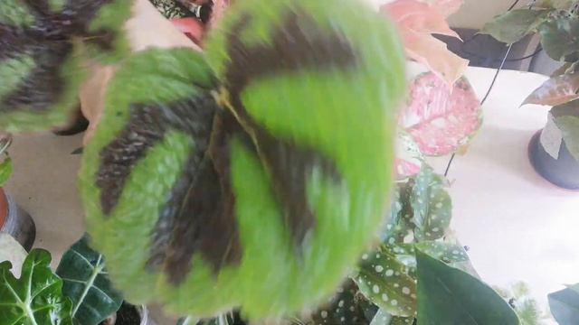 Комнатные растения. Для всех, кто желает попробовать себя в цветоводтстве. Предложение для вас. смотреть онлайн