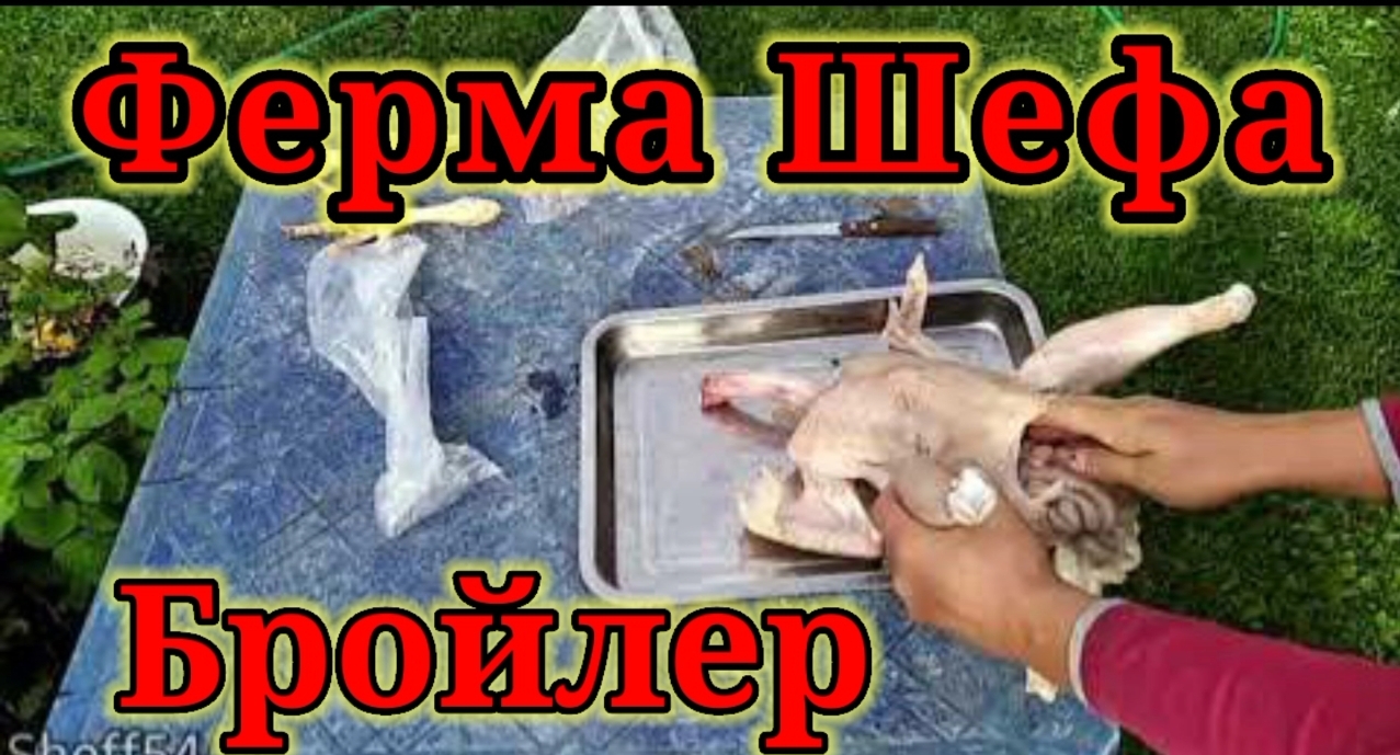 Выращивание бройлеров на даче. смотреть онлайн