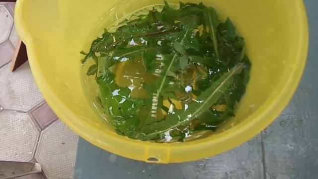 Кормим карпов Кои.