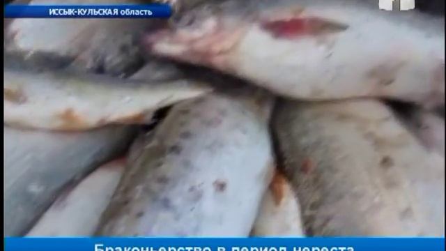 Борьба с незаконной ловлей рыбы смотреть онлайн