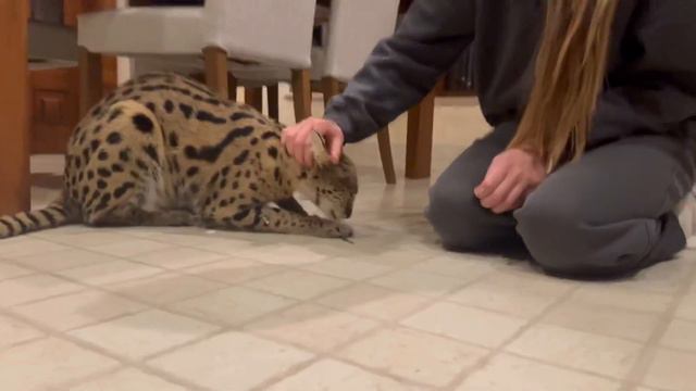 Сервал рычит и хочет сметанку 😹 Serval Song Serval Cat