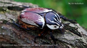 Гигантский жук Голиаф  (вес до 100 гр. длина до 11 см)
