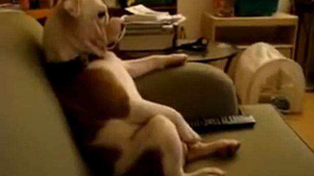 Настоящий Английский Бульдог смотреть онлайн