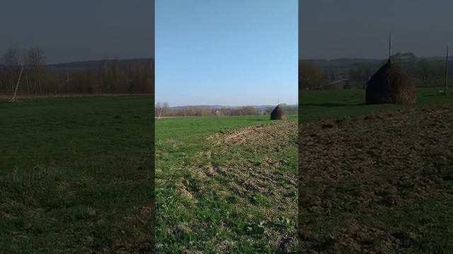 Посаджені дерева(95/липа+5/акація)коло села Хмелівка... смотреть онлайн