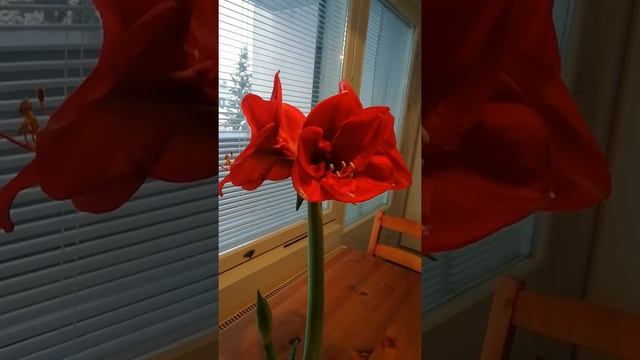 Амариллис расцвел. смотреть онлайн