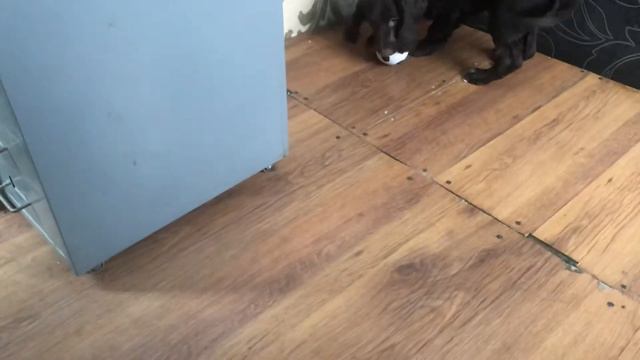 Щенок русского спаниеля играет с мячом смотреть онлайн