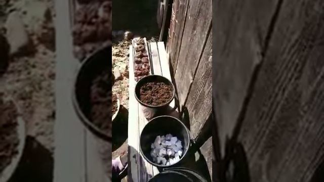 Посадка бегонии смотреть онлайн