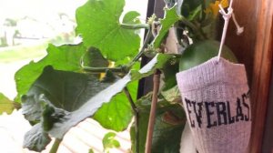 Огурцы на подоконнике ( балконе). Очередной обзор огурцов ,,Балкончик’’. Хочу сохранить семена